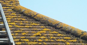 Epsom roof before cleaning and moss removal